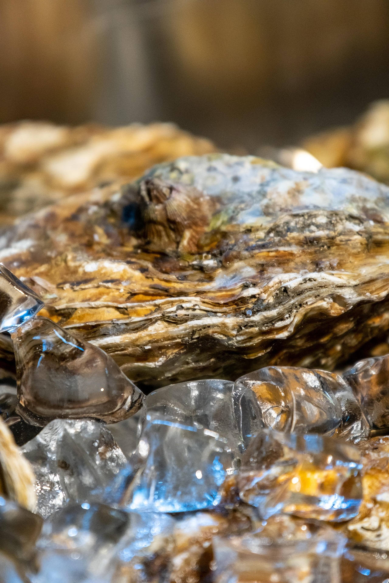 Close-up van een verse geopende oester zonder topping